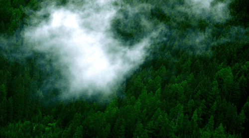 forest image